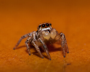 Araña ojona