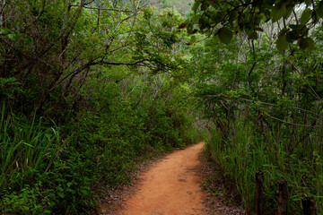 Spectacular green trail, surrounded by mountain vegetation in Sabas Nieves, El Avila Waraira Repano National Park mountain, Caracas,Venezuela.