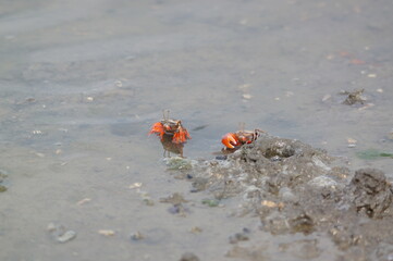 crab on the sand