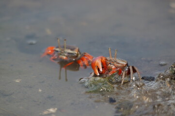 crab on the sand
