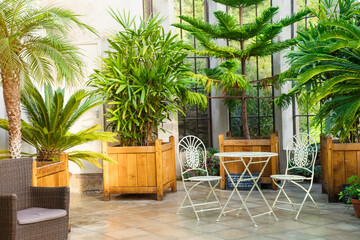 Fototapeta na wymiar Metal garden furniture, stools and table standing in tropical plants orangery with palms in wooden flowerbeds. Relaxing time in biophilic interior style. Greenhouse cafe concept. Copy space