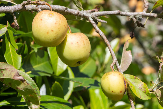 Apples ripening on an apple tree in an orchard