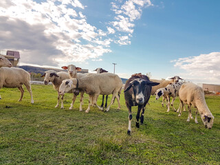 sheeps in a meadow in autumn sky clouds for background