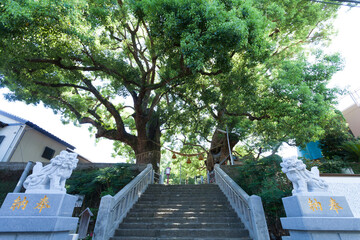 山王神社の被爆クス