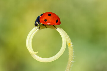 a little red ladybug crawling on the green grass in a spiral in the summer Sunny meadow