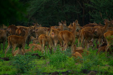 Naklejka na ściany i meble a group of deer in the forest