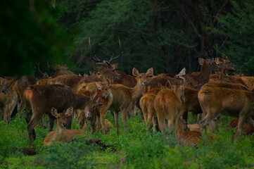 a group of deer in the forest © PUGUH