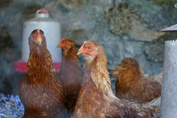 The look of the hen