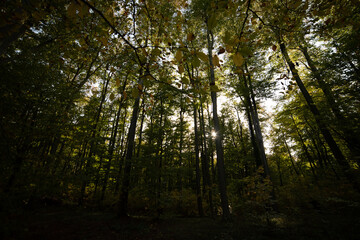 Fototapeta na wymiar Beautiful autumn deciduous forest in the afternoon