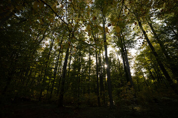 Beautiful autumn deciduous forest in the afternoon