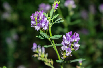 Black and white puppies on asphalt in summer