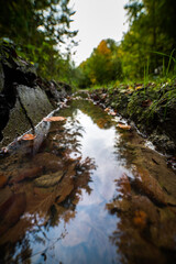 Beautiful autumn deciduous forest in the afternoon