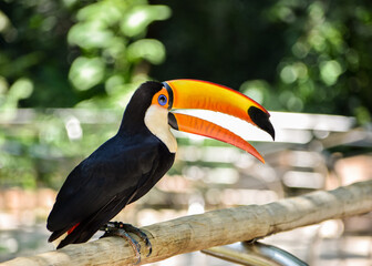 Naklejka premium Close-up of a beautiful toucan Tucano-toco (Ramphastos toco albogularis) perched on a branch in a sanctuary in Foz do Iguaçu, Brazil.