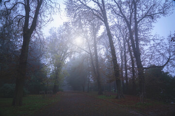Autumn landscape of cold morning in the park. The trees in the fog and in the dim sunlight.