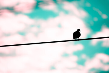 Bird on a rope 2