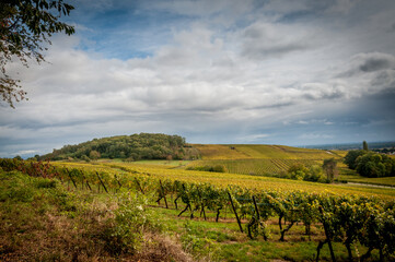 Naklejka premium Randonnée dans les vignobles d'Alsace