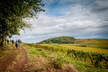 Fototapeta premium Randonnée dans les vignobles d'Alsace