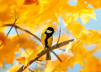 portrait of a songbird tit sitting in an autumn Park among bright Golden maple leaves on a Sunny day