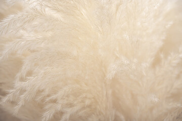 close up of feathers wheat 