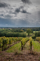 Fototapeta na wymiar Randonnée dans les vignobles d'Alsace