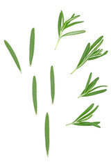 Rosemary twigs and leaves isolated on a white background, top view.