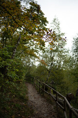 Beautiful autumn deciduous forest in the afternoon