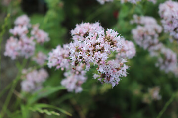 Closeup on the purple perennial herb Oregano in organic garden. Scientific name is Origanum vulgare.Edible flower.Sunny day in spring.