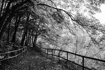 Walkways with wooden handrails in the park. Black and white photo, noise and grain effect