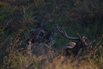 deer in the forest © PUGUH
