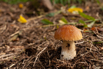 Porcini mushroom in the autumn forest. Nature background.