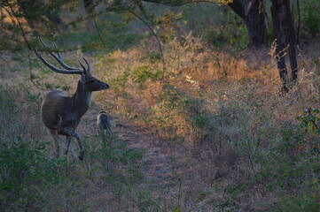 deer in the forest © PUGUH