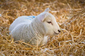 New born Lleyn lamb laid down in straw at lambing time 