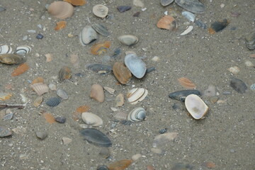 Fototapeta premium A piece of beach covered with many small shells of different shapes and colors.