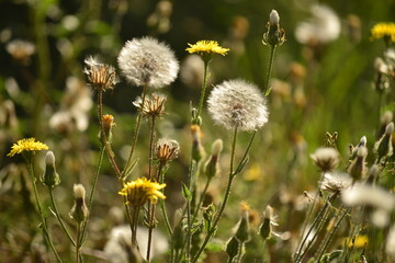 Dandelions in the grass