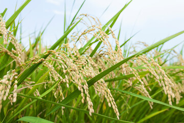 実った稲穂