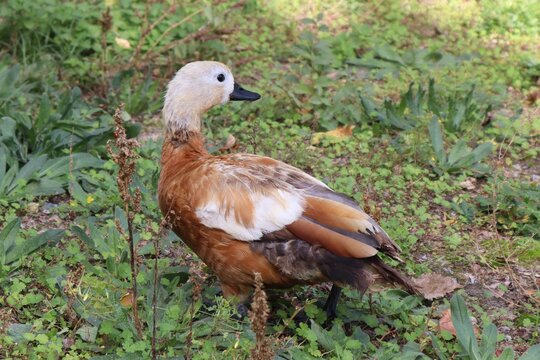 Duck Ogar on the grass