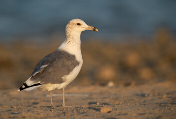 Portrait of a Lesser Black-backed Gull at Busaiteen coast, Bahrain