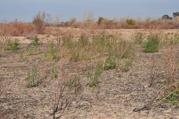Green Brush in Dry Field