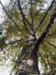 Obraz premium Russian birch