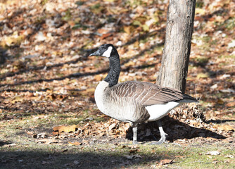 Canada Goose on the Ground