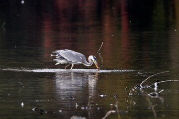 Graureiher beim Fischfang
