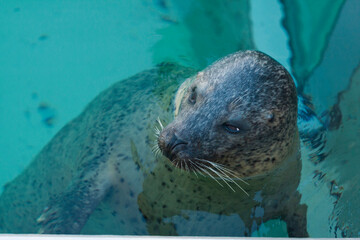 Fototapeta premium のんびり浮かぶゴマフアザラシ