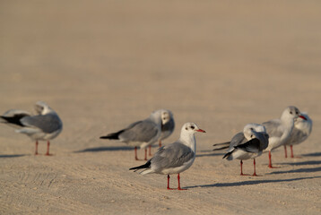 Black-headed gulls perched on ground at Busaiteen coast, Bahrain