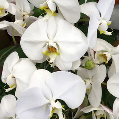High angle full frame close-up view of white orchid blossoms
