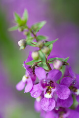 アンゲロニアの花