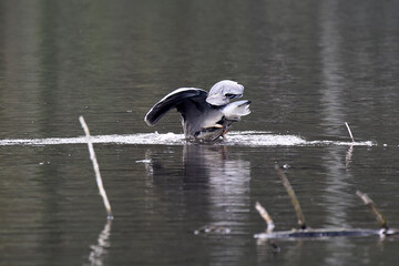 Graureiher beim Fischfang