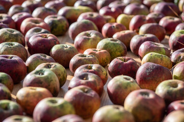 Obraz premium Organic apples are grown on a small farm for the production of juice and puree