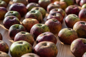 Organic apples are grown on a small farm for the production of juice and puree