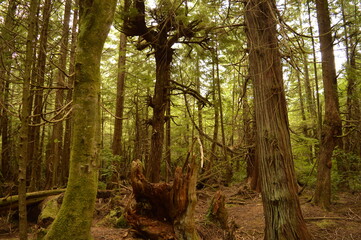 Obraz premium Camping and hiking in the trippy enchanting forests of the Olympic National Park in Washington State, USA