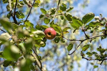 Natural organic apples are harvested in autumn